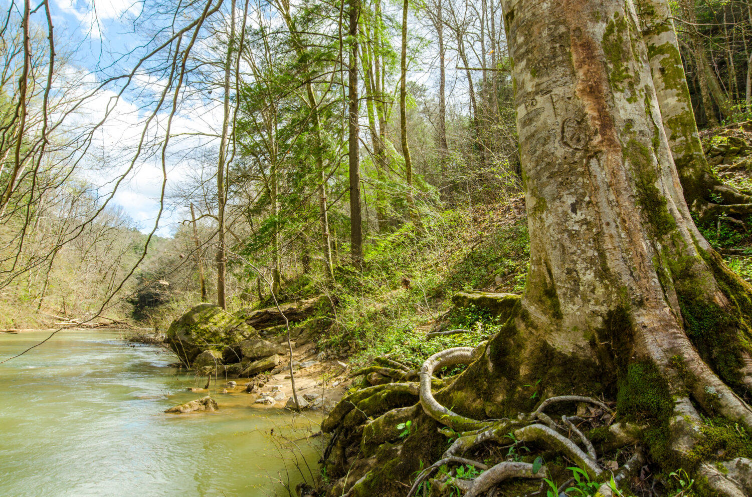 William Bankhead National Forest nello stato americano dell'Alabama.