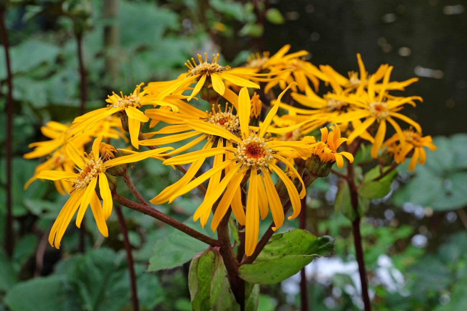 Ligularia, conosciuta anche come erba tossica estiva o pianta leopardata 'Britt Marie Crawford' in fiore.