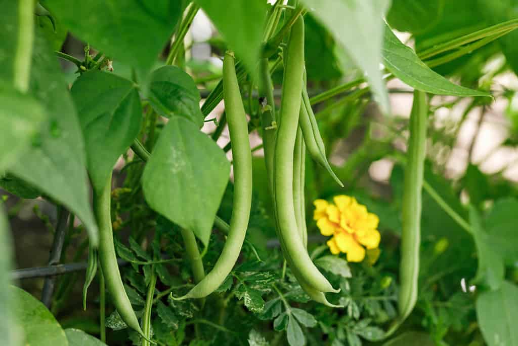 Fagiolini verdi nostrani nel giardino