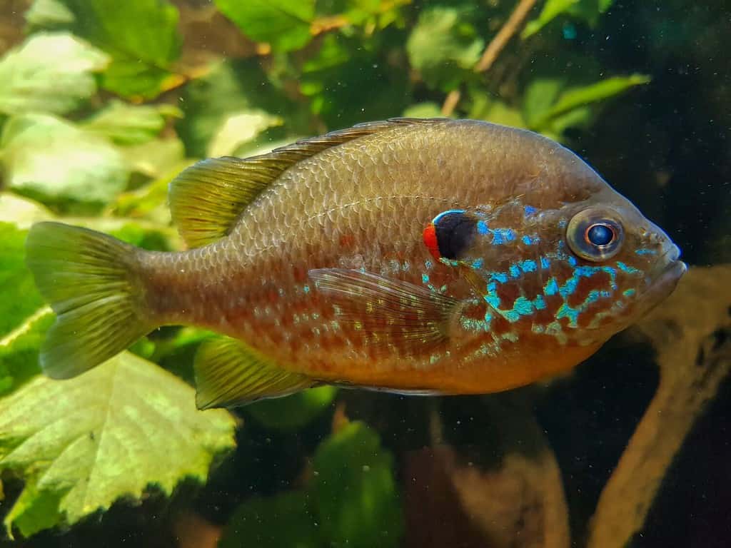 Pesce luna semi di zucca (in tedesco Gemeiner Sonnenbarsch anche Kürbiskernbarsch) Lepomis gibbosus