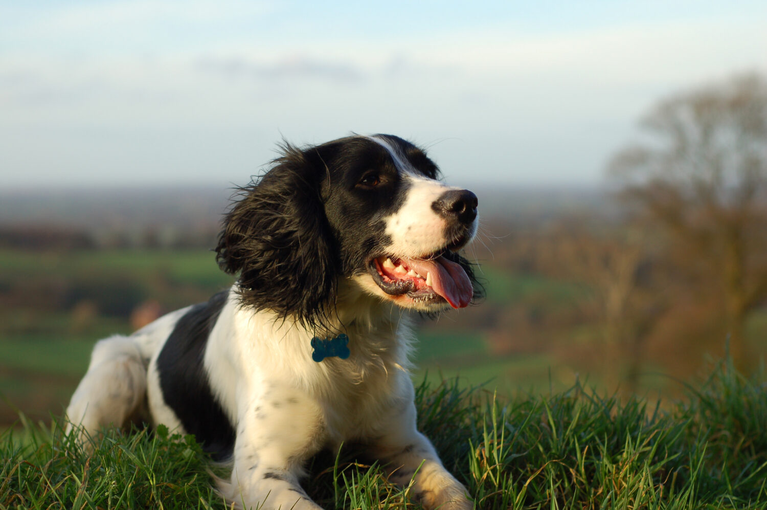 Springer spaniel inglese seduto guardando la campagna.