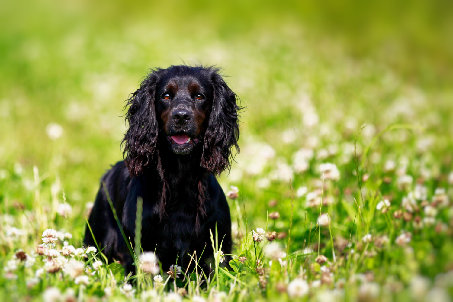 Springer spaniel inglese nero che gioca nel campo del trifoglio