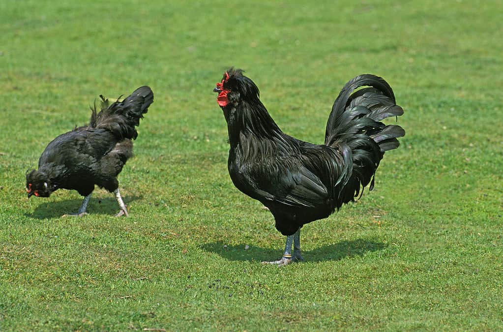 Pollo domestico Crevecoeur, razza francese della Normandia, gallo con gallina