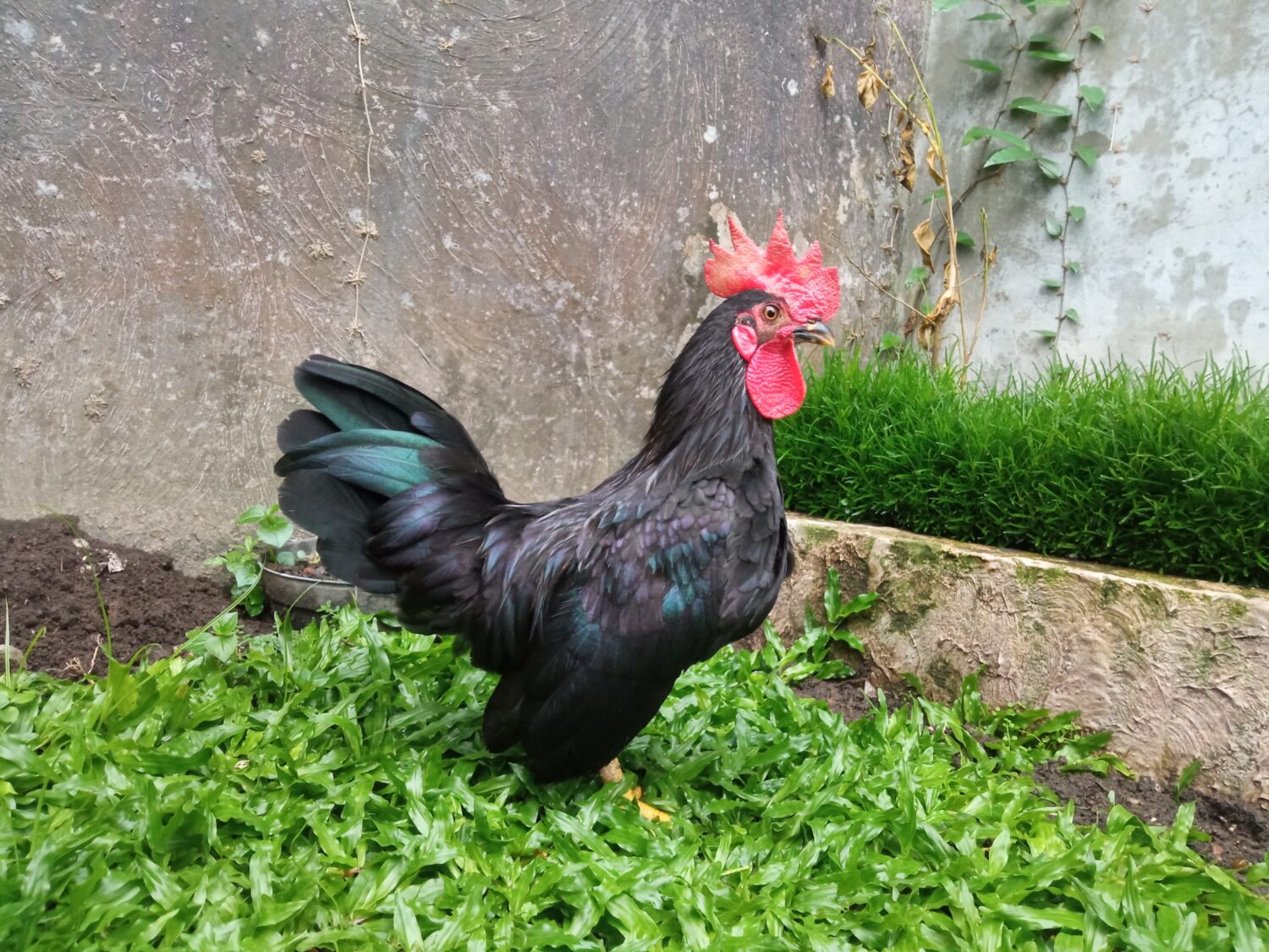 Bellissimo pollo bantam giapponese nero