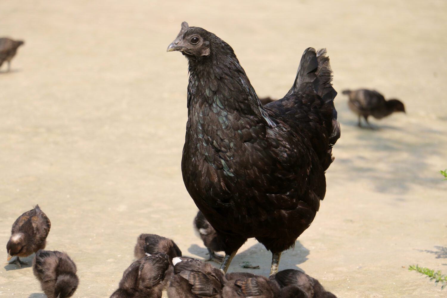 La razza di pollo Kadaknath, chiamata anche Kali Masi, è una razza di pollo indiana. Sono di colore completamente nero, inclusa la carne e gli organi interni e si dice che siano molto nutrienti;  razze di polli neri