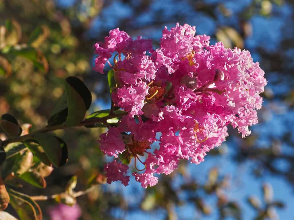 Fiore di crêpe o mirto di crespo, fiore rosa, primo piano.  Lagerstroemia indica è un albero a foglie decidue, pianta da fiore popolare della famiglia delle Lythraceae.