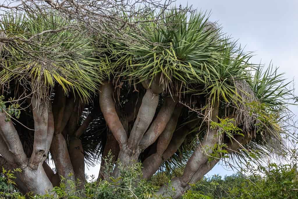 Un primo piano di un albero del drago (Dracaena draco) contro il cielo blu