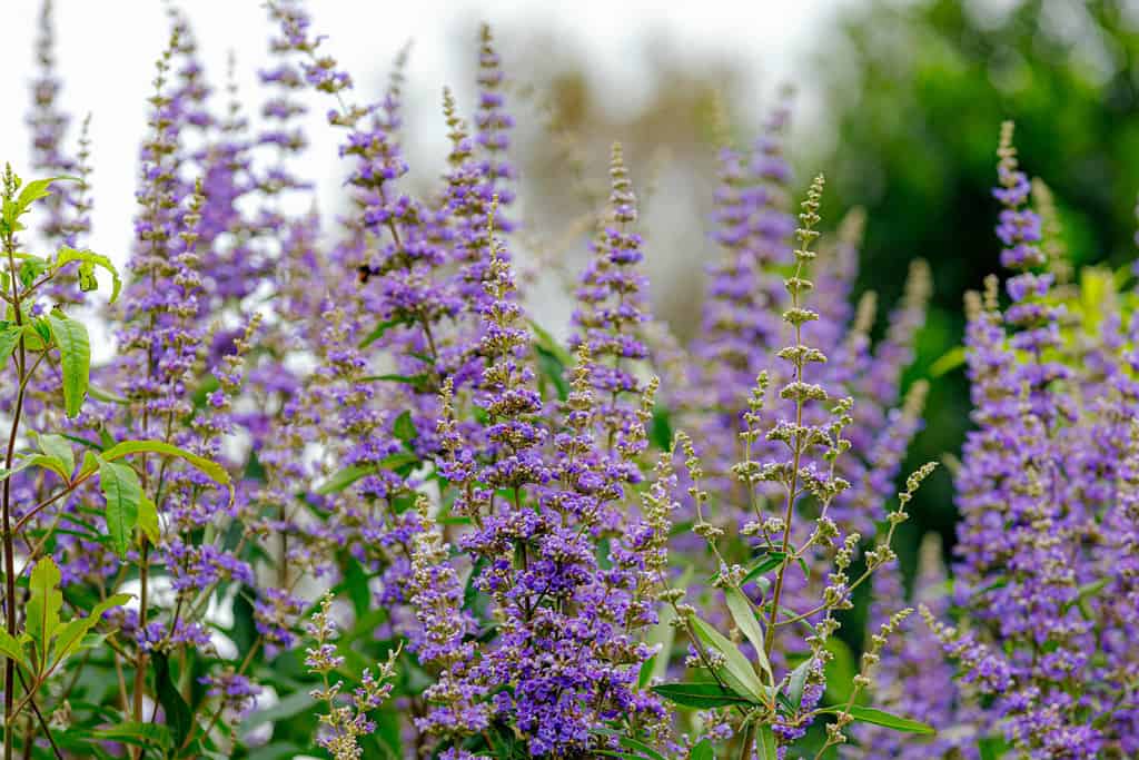 Messa a fuoco selettiva fiore blu di casto albero (Monnikspeper) nel giardino, Vitex agnus-castus è un genere di piante da fiore tropicali e subtropicali, sfondo della flora naturale.