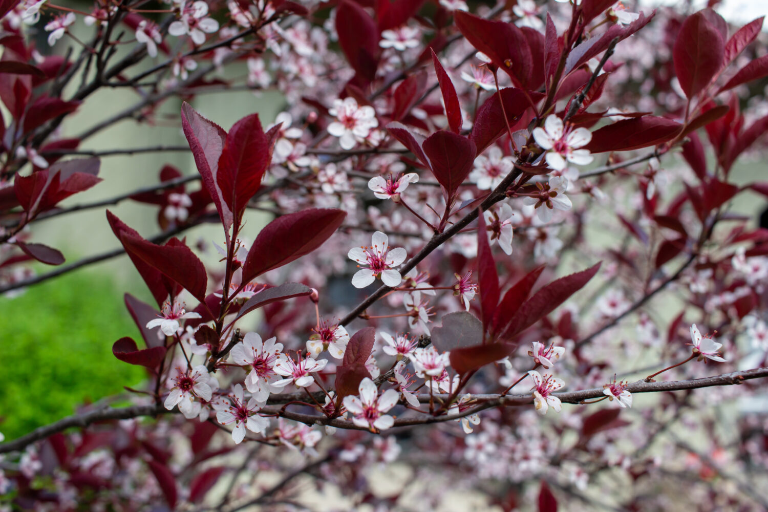 Vista ravvicinata astratta di bellissimi fiori bianchi di ciliegio in foglia viola in fiore (prunus cistena), con sfondo sfocato