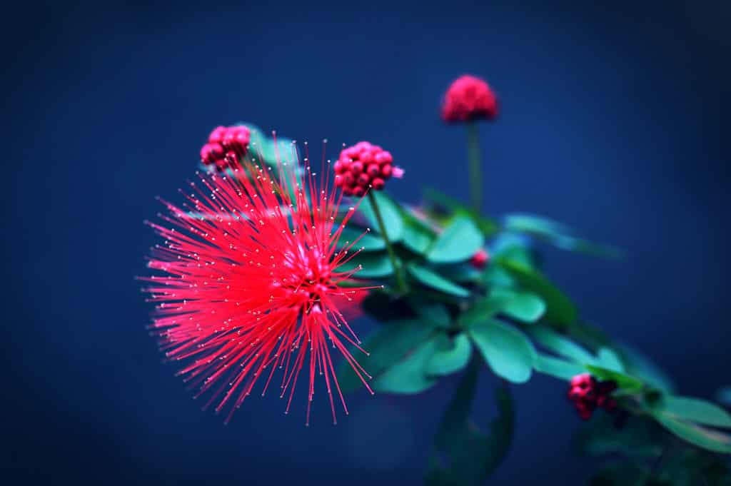 fiore del soffio di polvere del primo piano