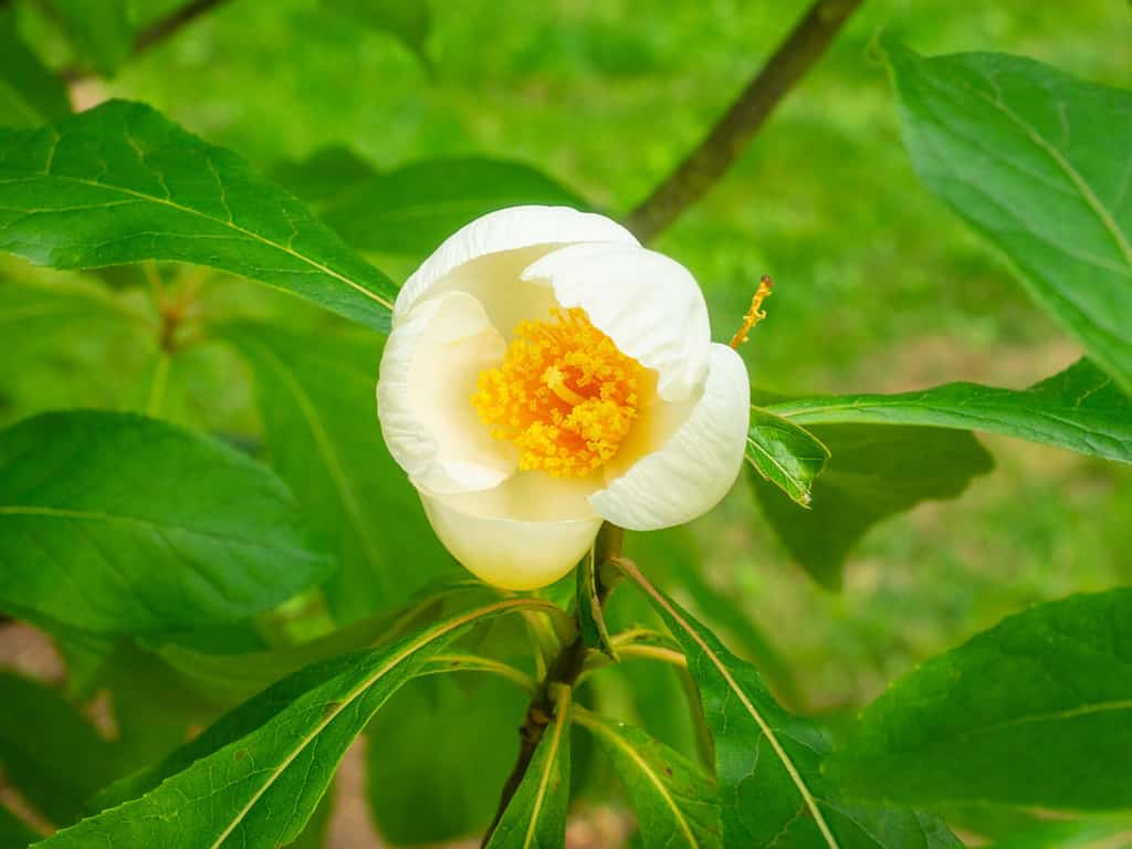 L'albero di Franklin (Franklinia alatamaha) è un albero a fioritura decidua originario della valle del fiume Altamaha in Georgia, nel sud-est degli Stati Uniti.