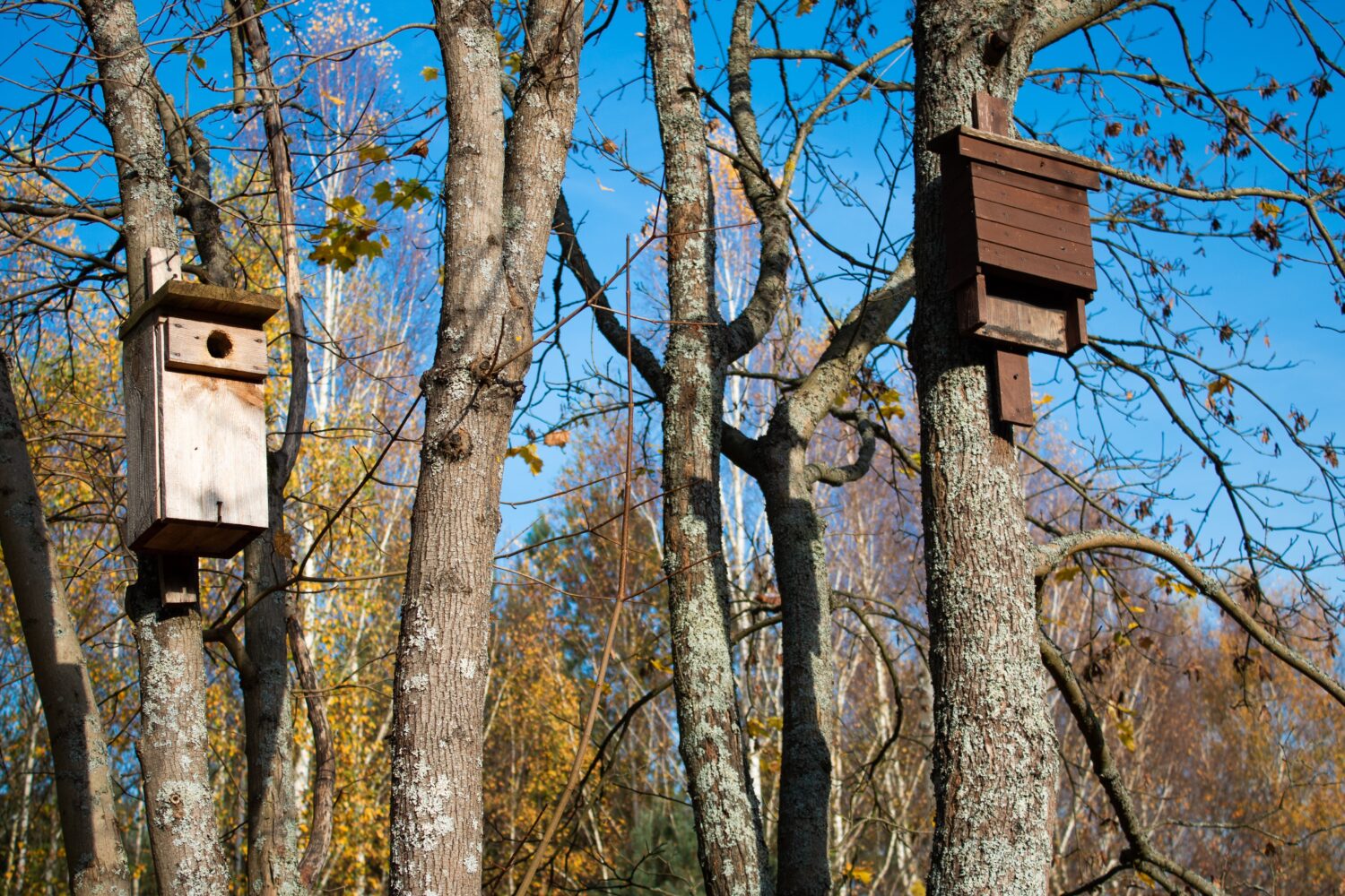 Casa per uccelli e pipistrelli sull'albero