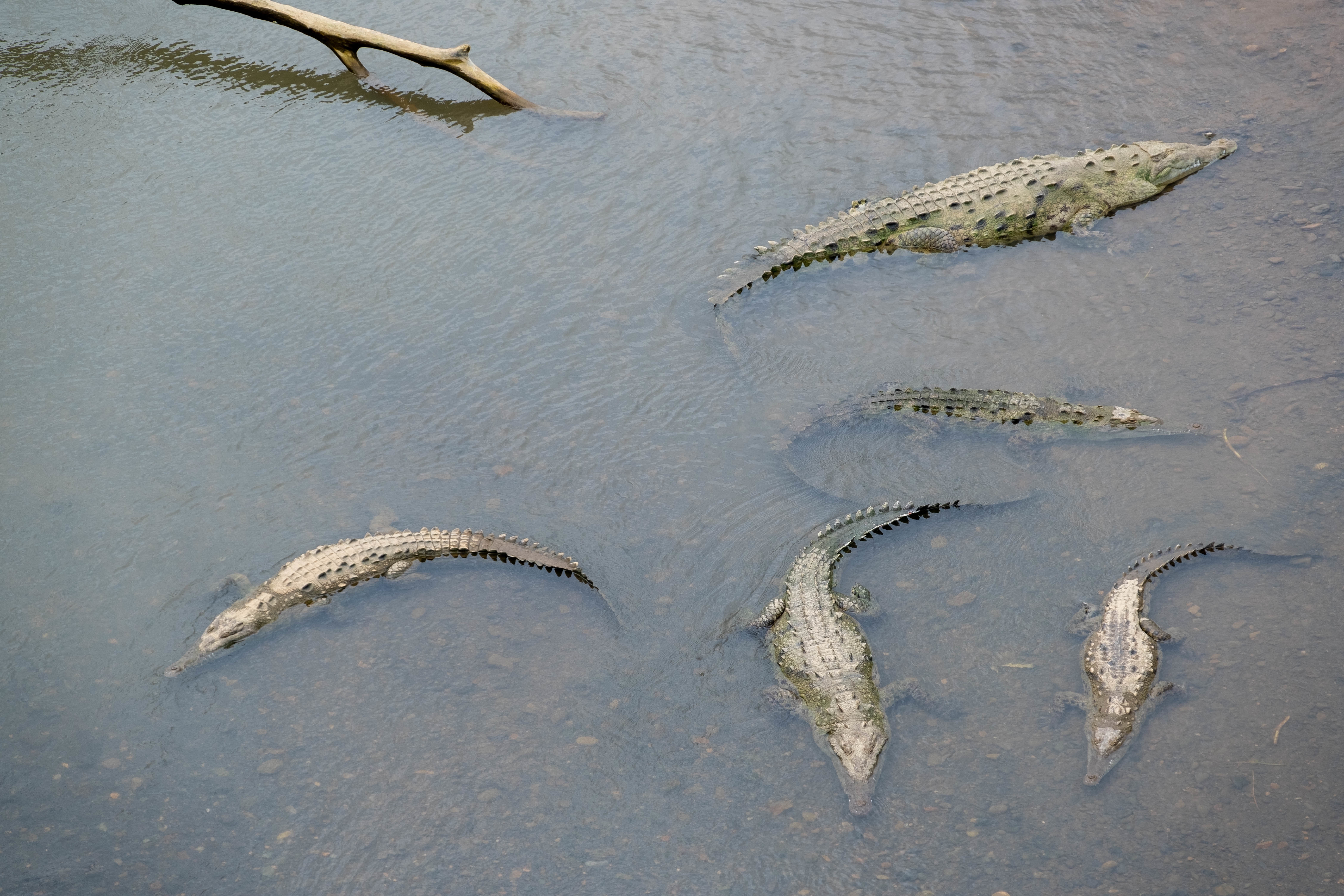 Inquadratura dall'alto di alligatori giganti spaventosi che nuotano nel lago