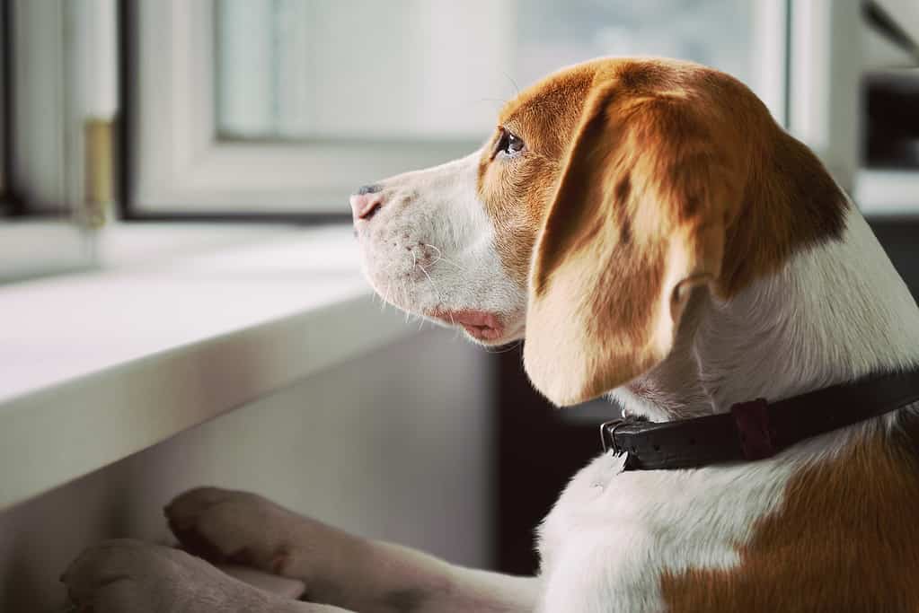 Cane che guarda fuori da una finestra aperta