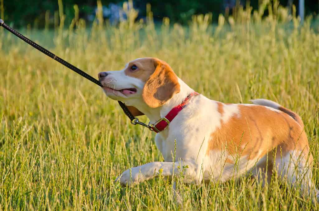 Cucciolo di beagle testardo che tira il guinzaglio con i denti come se giocasse al tiro alla fune