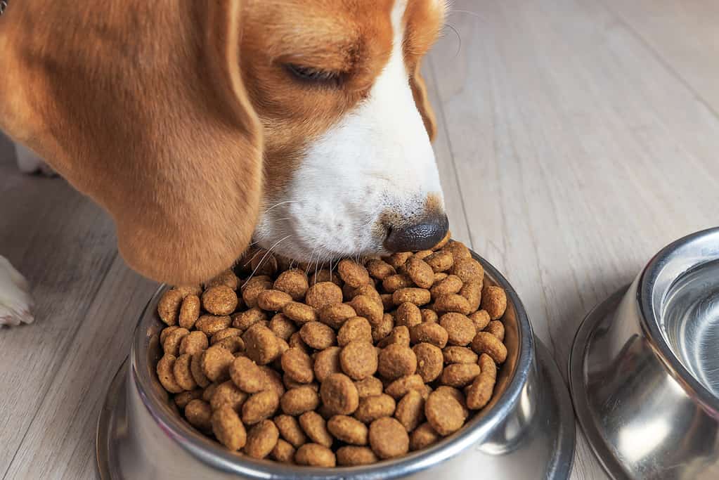 Tema dell'alimentazione del cane