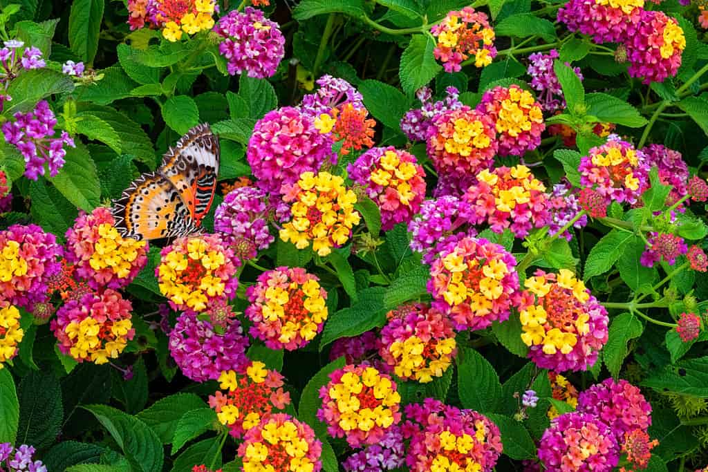 Fiori rosa e gialli di Lantana Camara Farfalla arancione che si nutre di fiori.