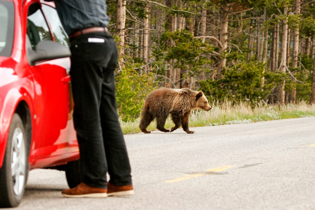 Giovane orso grizzly che attraversa la strada nel Parco Nazionale di Yellowstone, Wyoming