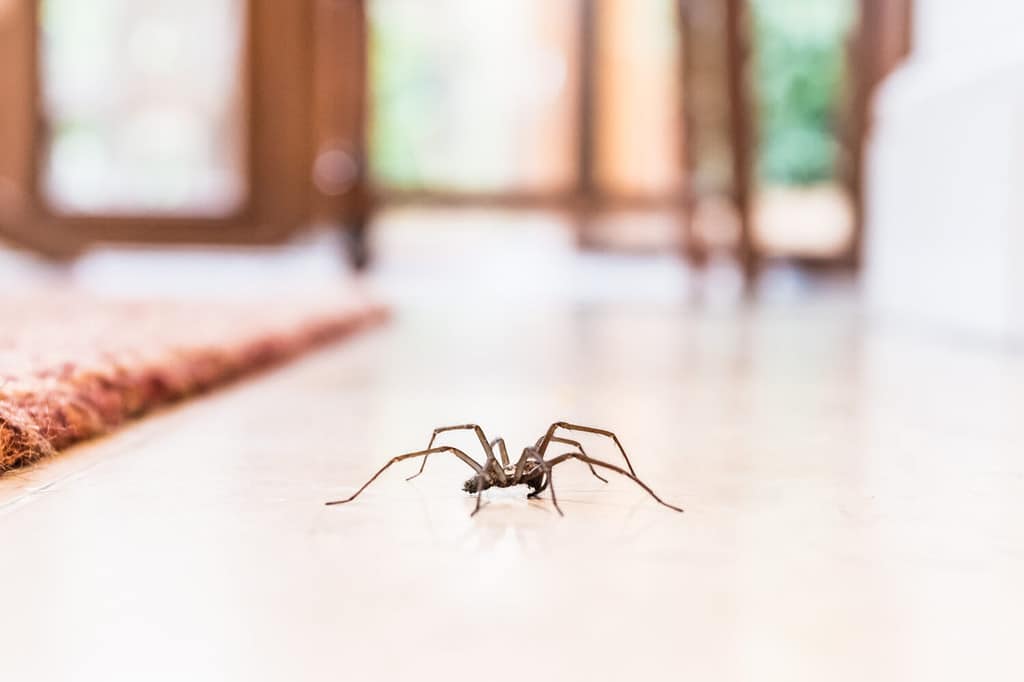 ragno comune della casa su un pavimento di piastrelle liscio visto dal piano terra in una cucina in una casa residenziale
