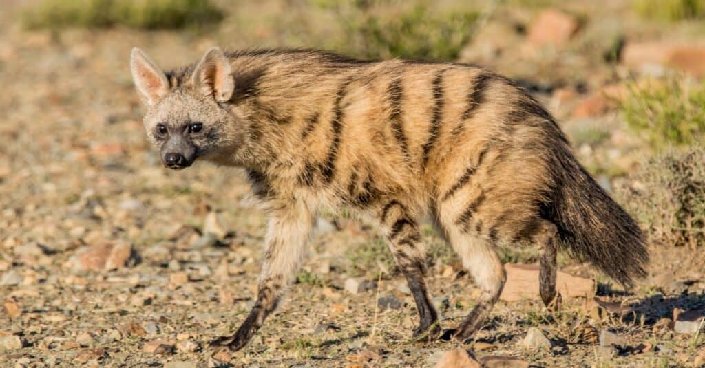 aardwolf che cammina sulle macerie