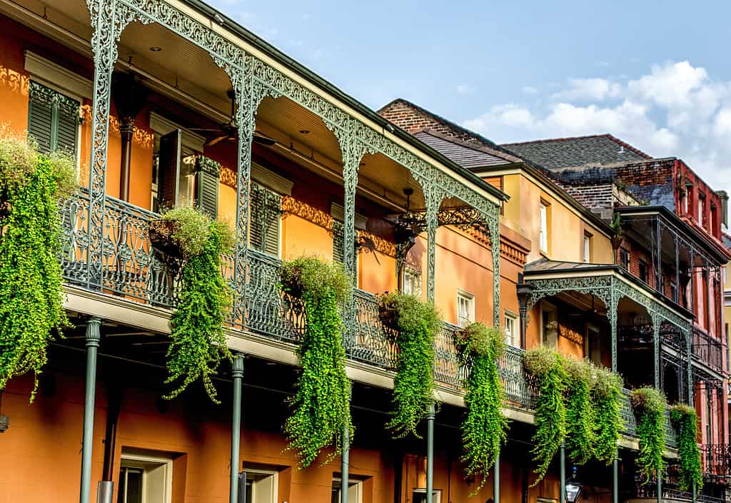 Balcone con piante #12 Quartiere francese di New Orleans