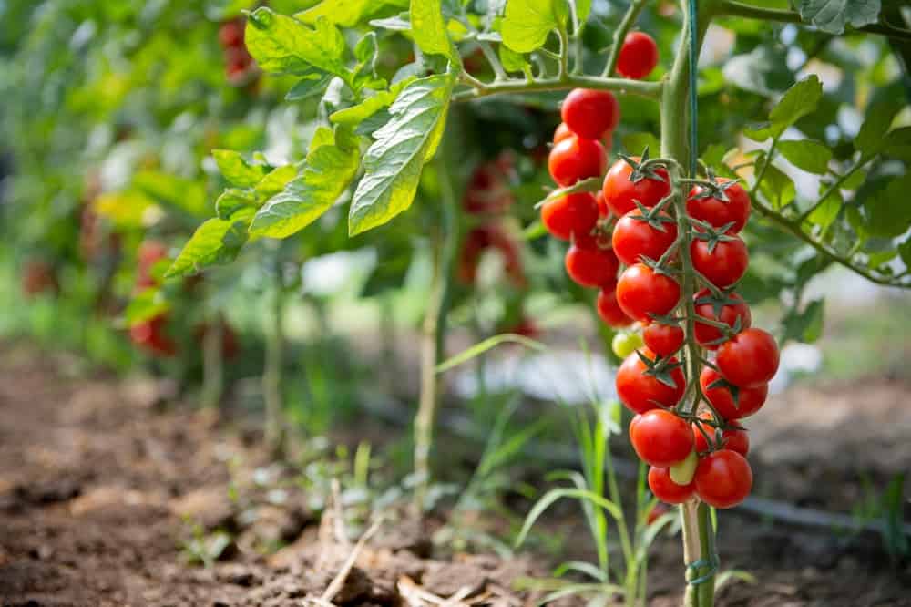 Bellissimi pomodorini rossi maturi coltivati ​​in serra