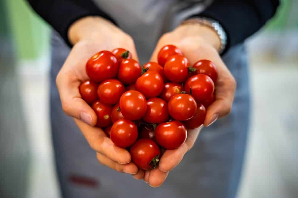 Mani femminili dell'agricoltore in grembiule che tiene i pomodorini rossi maturi freschi del mucchio in primo piano di forma del cuore.  Braccia del venditore di generi alimentari della donna che trasportano le verdure crude ecologiche natura amore ecologia ambiente