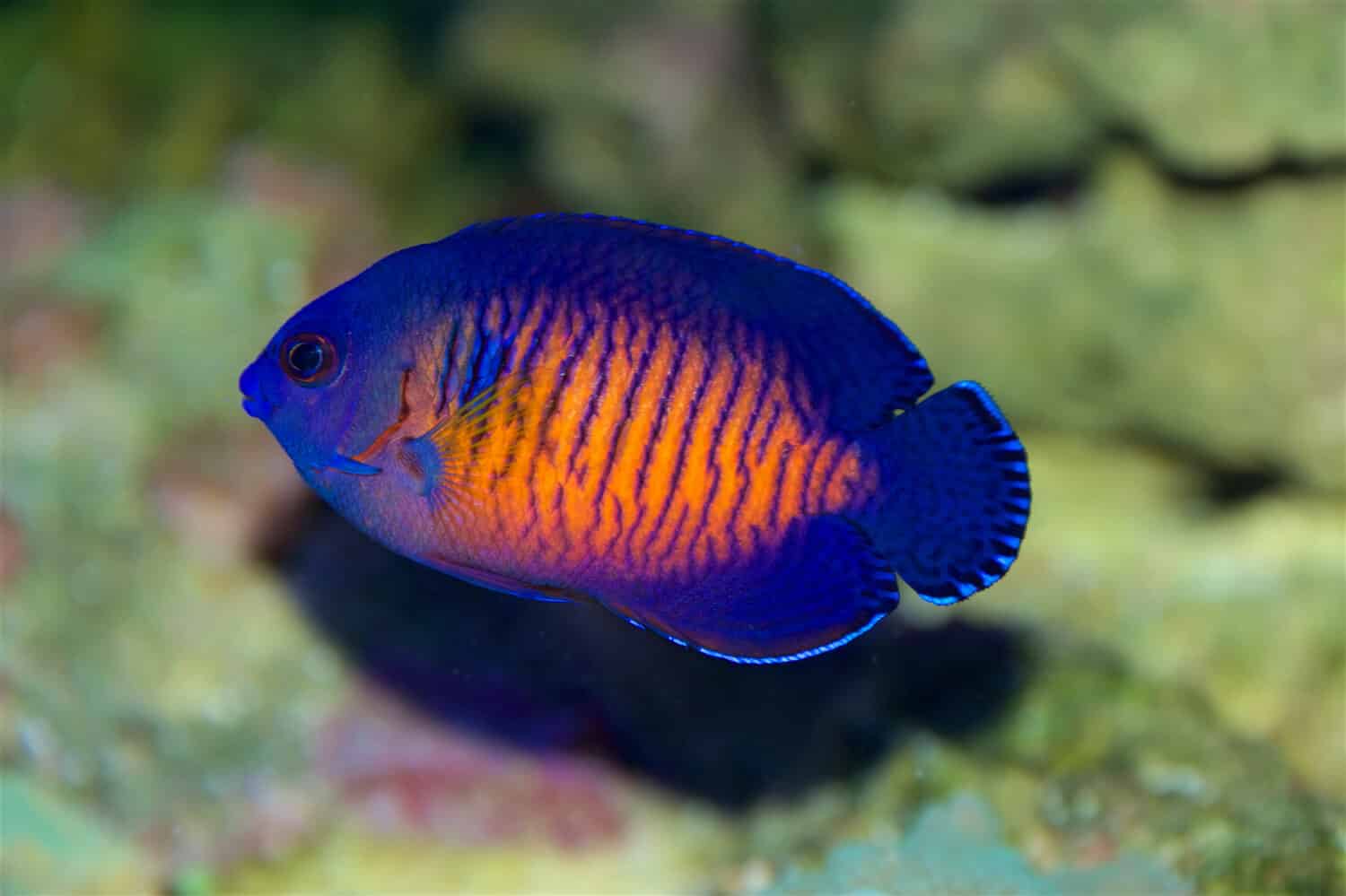 Coral Beauty Angelfish, Centropyge bispinosa, un pesce angelo nano o pigmeo dell'Indo Pacifico