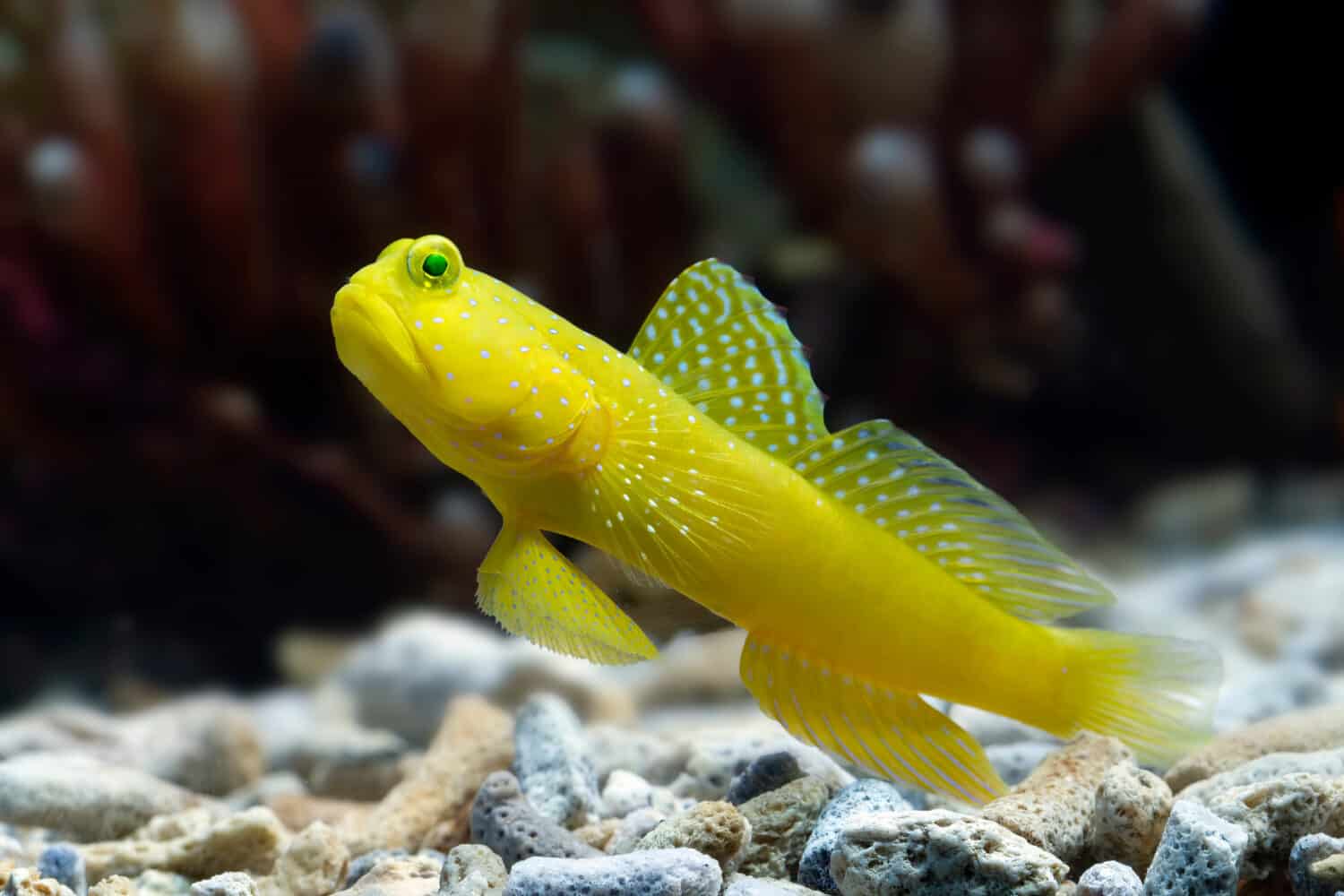 Bellissimo primo piano di gobby corallo giallo, primo piano di pesci Watchman Gobies, pesci marini
