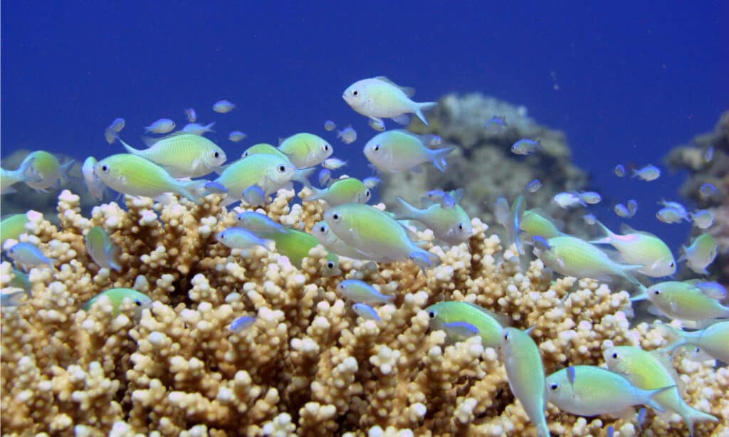 Chromis verde su corallo
