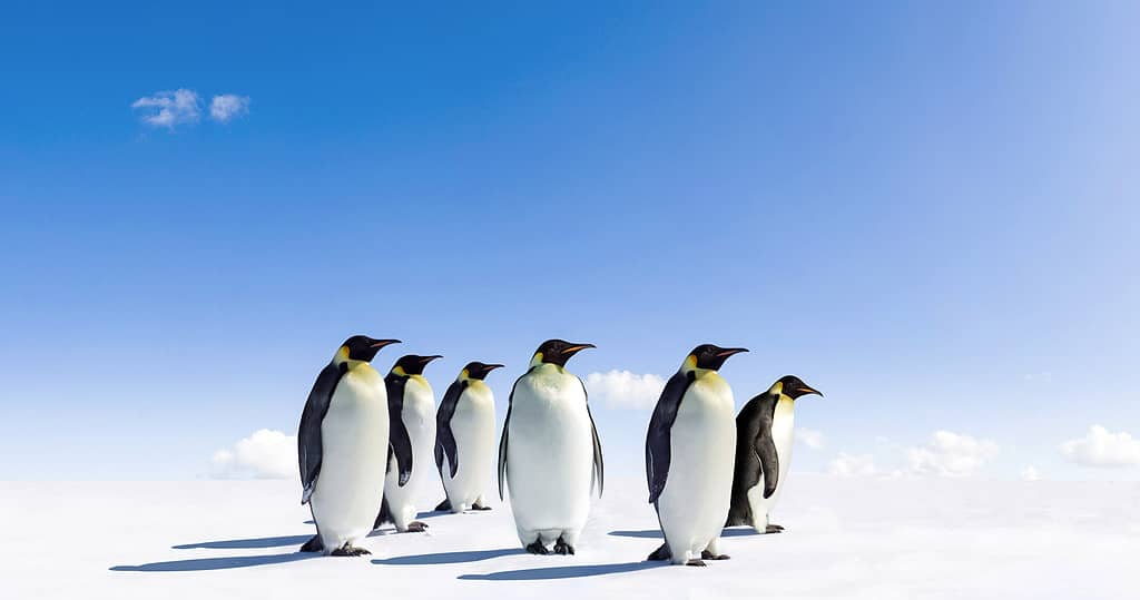 Pinguino, Pinguino imperatore, Gruppo di animali, Antartide, Animali allo stato selvatico