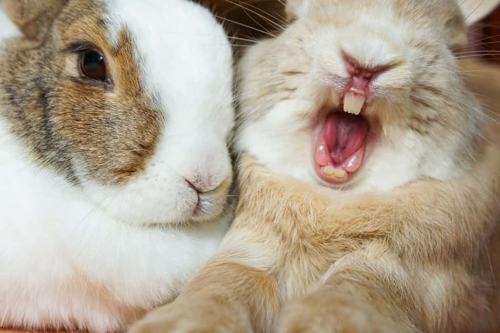 Primo piano che sbadiglia il coniglietto di coniglio stanco che mostra i denti e la lingua mentre allunga le zampe e si stringe a sé con il suo compagno di coniglio