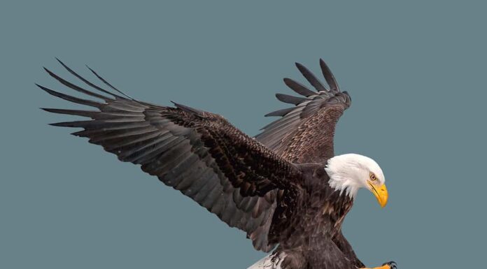 Aquila calva in volo su sfondo isolato