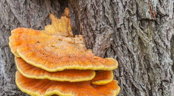 Laetiporus sulfureo o fungo del pollo dei boschi che cresce sul lato di un albero