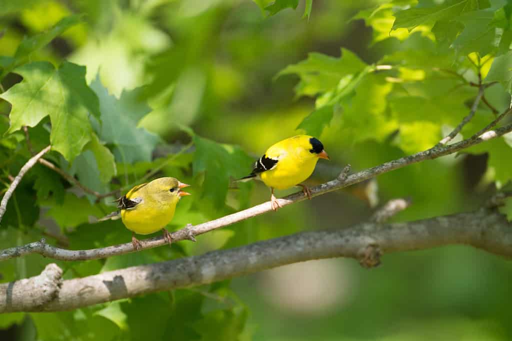 Il cardellino americano femminile e maschio si è appollaiato su un ramo in primavera