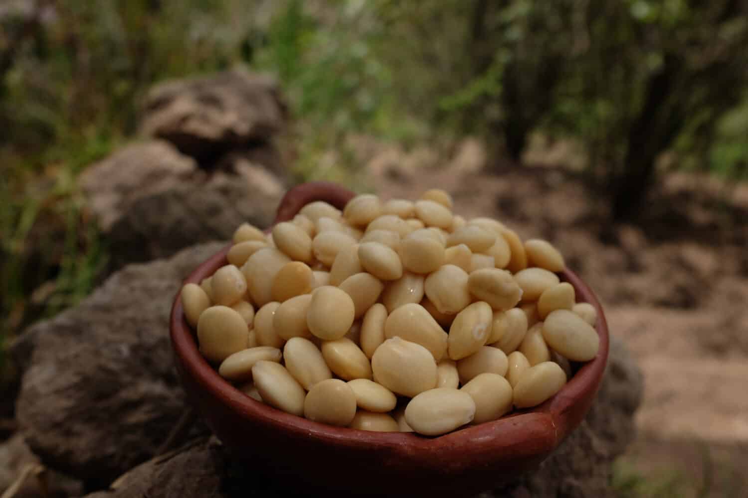 Lupino, chocho, lupino o tarwi, il tarwi è un legume.  Il suo alto contenuto proteico, simile a quello della soia, la rende una pianta di interesse per l'alimentazione umana.