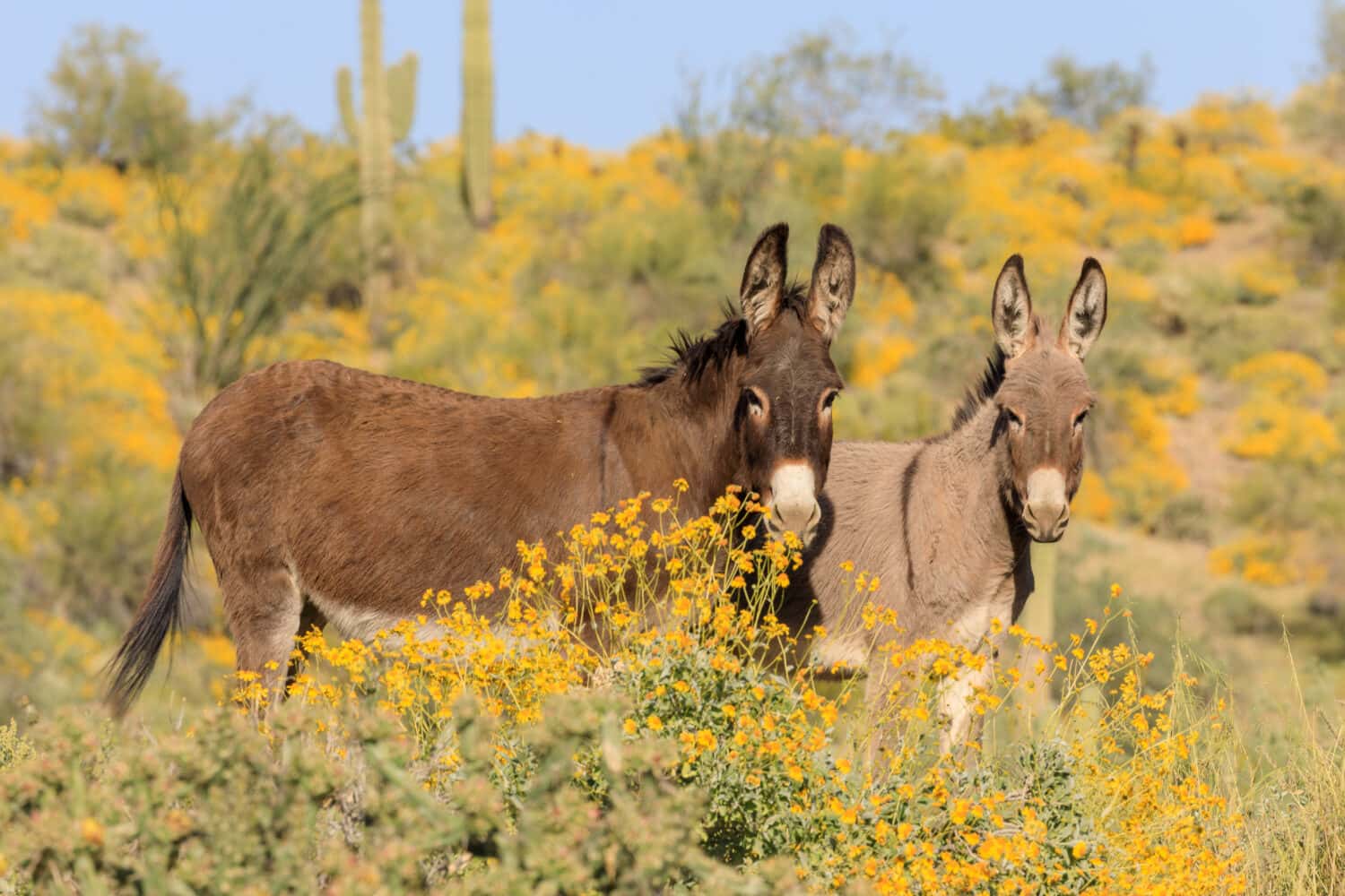 Burros selvaggi in Arizona in primavera