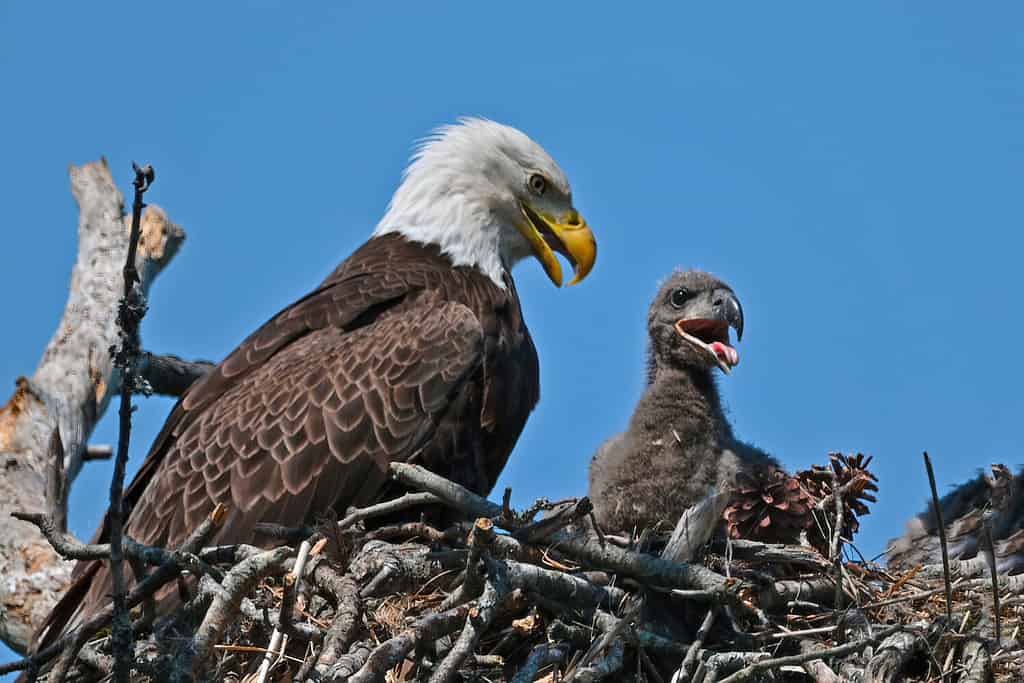 Aquila calva nel nido con aquilotto
