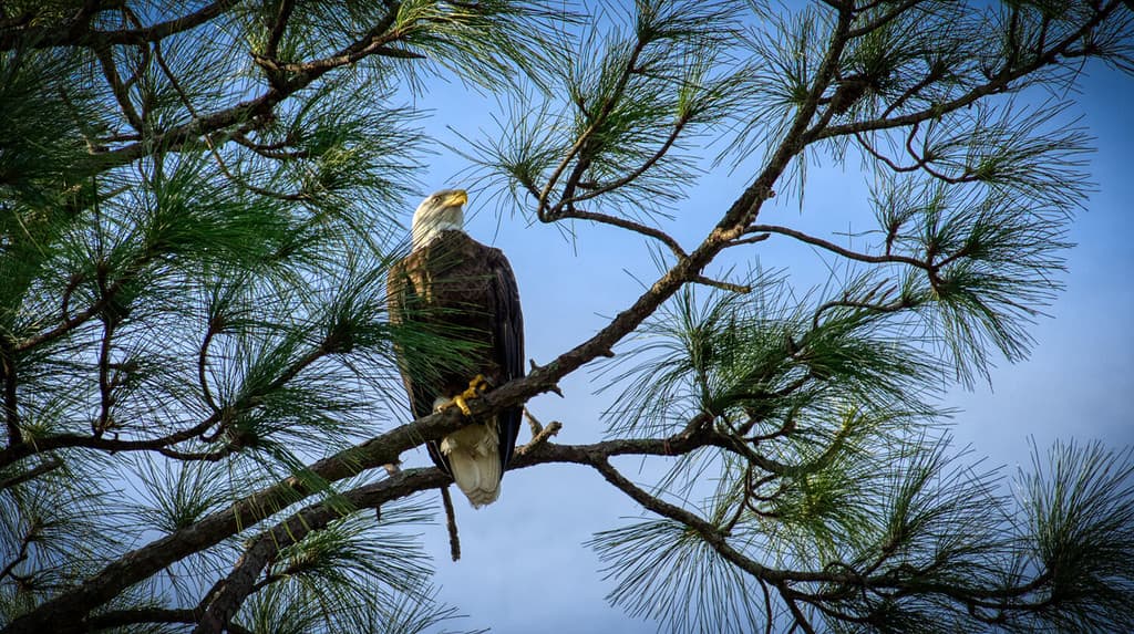 Aquila calva in pino Florida