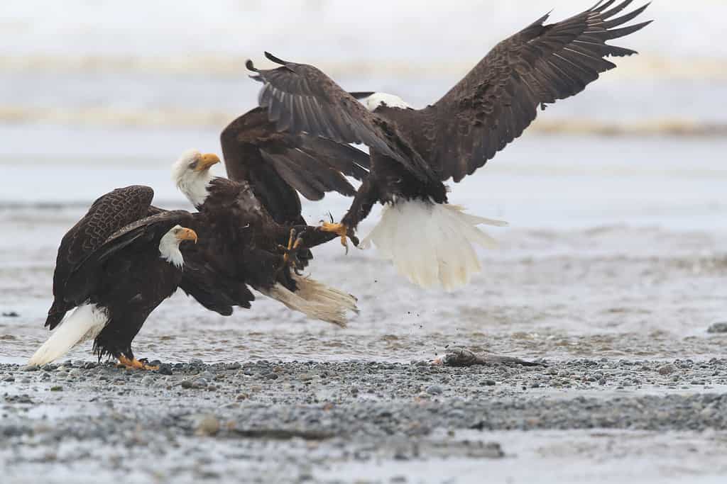 Aquila calva Isola di Vancouver in Canada