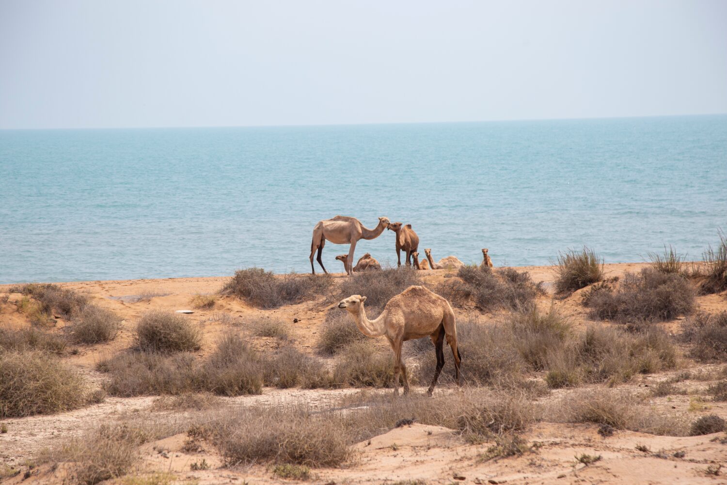 Cammelli sulla spiaggia - Golfo Persico