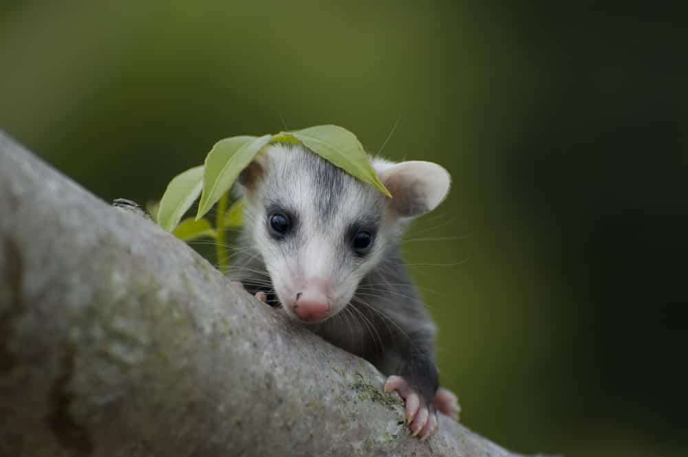 Bambino di opossum