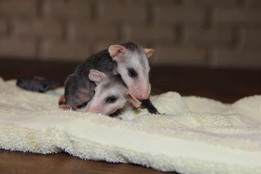 Due piccoli fratelli Opossum