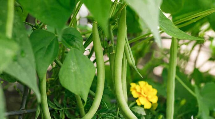 Fagiolini verdi nostrani nel giardino