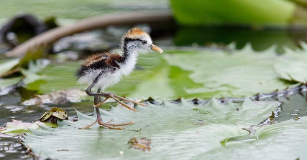 baby jacana sulla ninfea