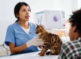 Donna ispanica che lavora in una moderna clinica veterinaria che parla con i proprietari di gatti del Bengala mentre ne palpa il corpo