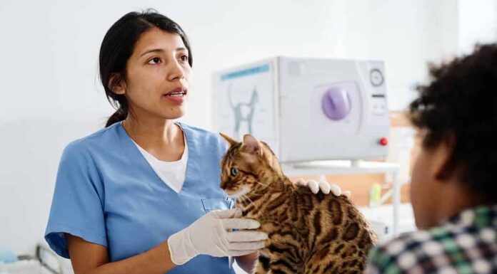 Donna ispanica che lavora in una moderna clinica veterinaria che parla con i proprietari di gatti del Bengala mentre ne palpa il corpo