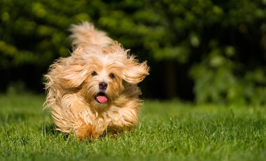 Felice cane havanese arancione che corre verso la telecamera nell'erba