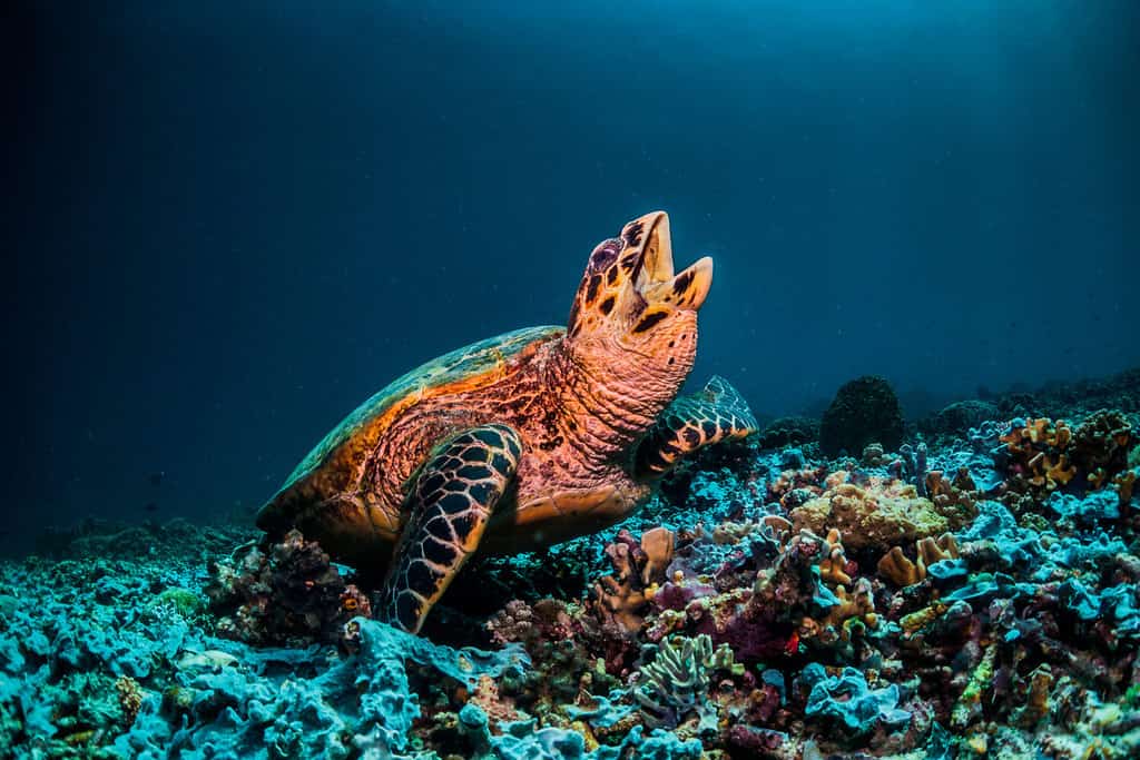 Grande tartaruga marina appoggiata sulla barriera corallina che guarda verso la superficie con la bocca spalancata.  Sfondo blu scuro semplice