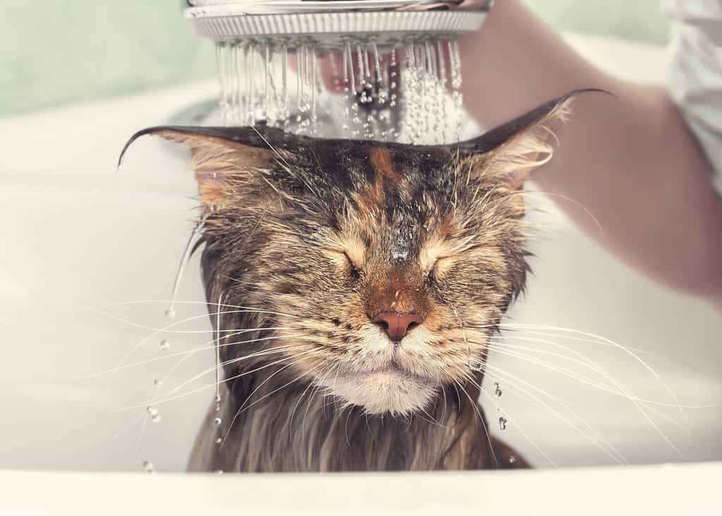 Bagno per gatti. Gatto bagnato. Ragazza lava il gatto nella vasca da bagno